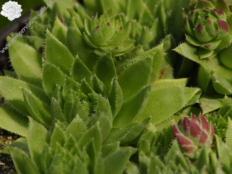 globiferum ssp. hirtum from Podlesok, Okrúhly vrch