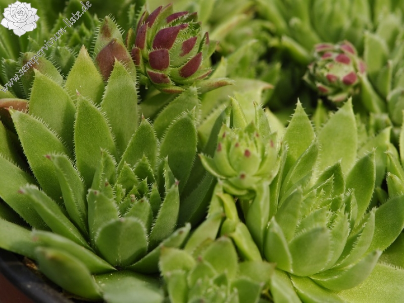 globiferum ssp. hirtum from Podlesok, Okrúhly vrch