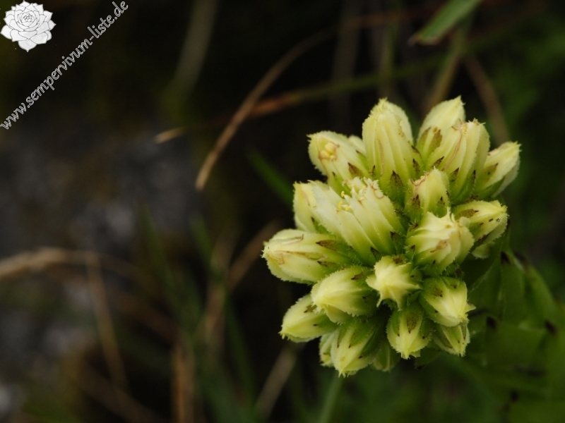 globiferum ssp. hirtum (preissianum) from Veľký Rozsutec