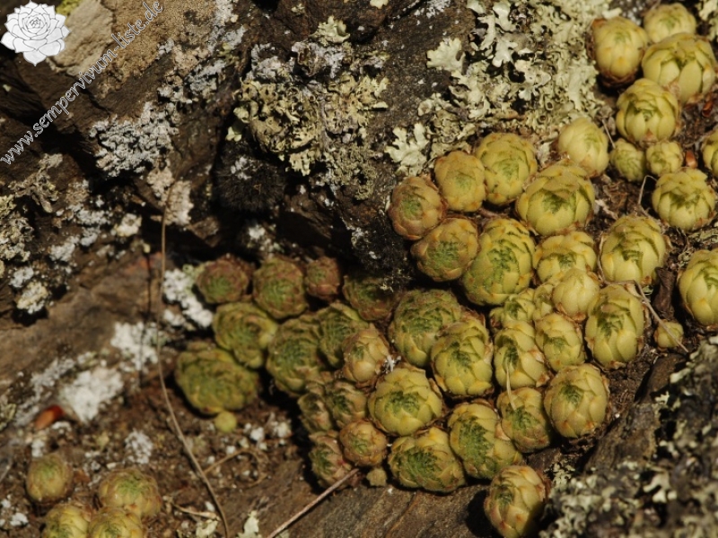 leucanthum x S. marm. ssp. erythraeum from Abhang ob. Bačkova Češma