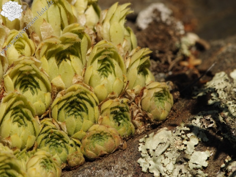 leucanthum x S. marm. ssp. erythraeum from Abhang ob. Bačkova Češma