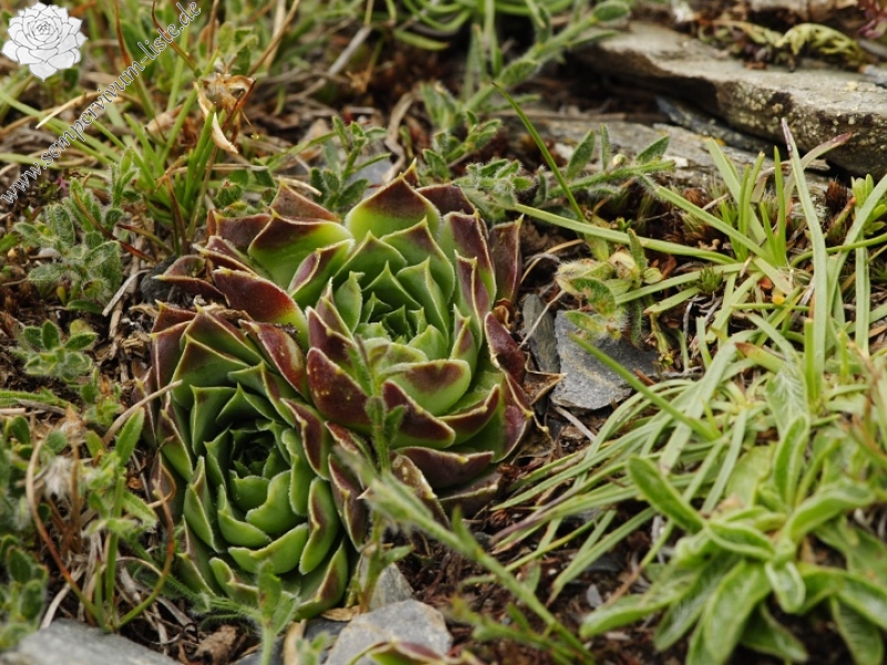 heuffelii from Kobilino pole, O