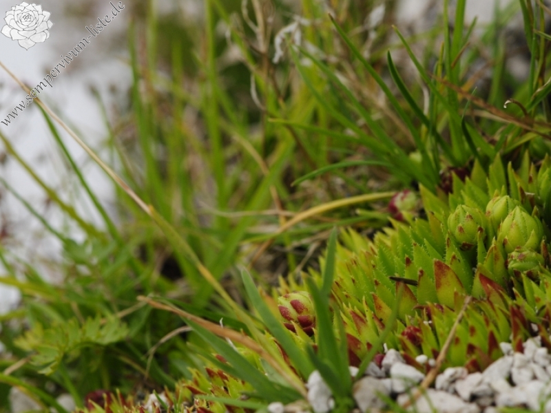 globiferum ssp. hirtum (preissianum) from Veľký Rozsutec