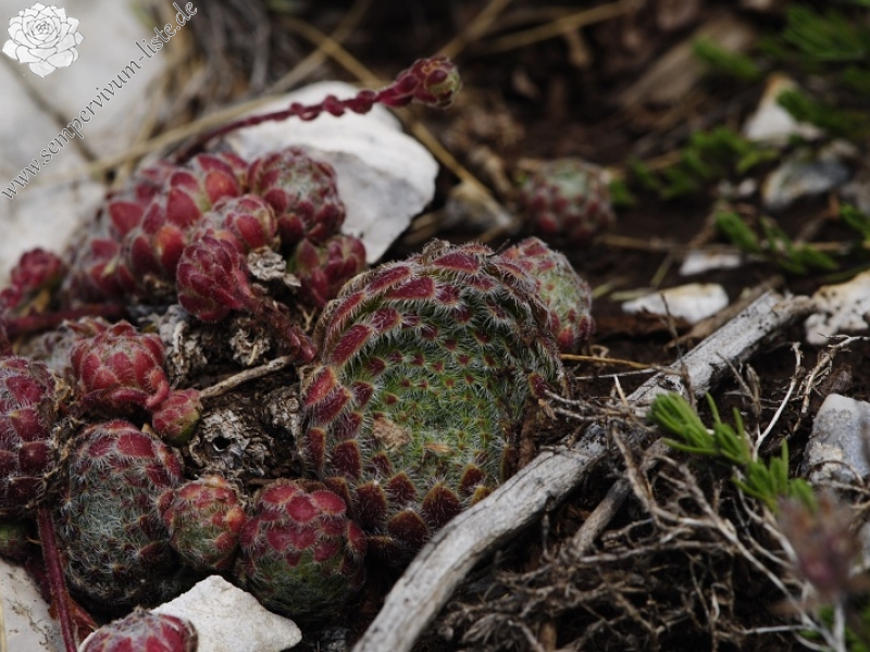 ciliosum ssp. ciliosum (galicicum) from Magaro, NO Abhang