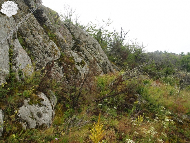 heuffelii from Veliki krš