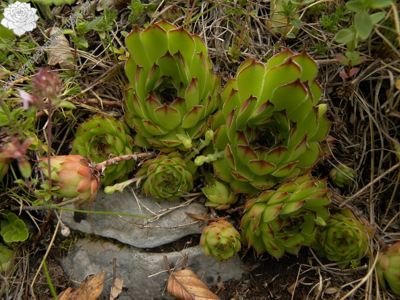 marmoreum from Brojišta