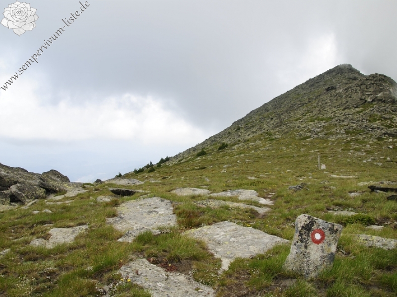 ciliosum ssp. octopodes from Ilinden, N Abhang