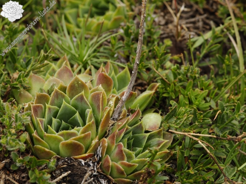 heuffelii from Kobilino pole, O