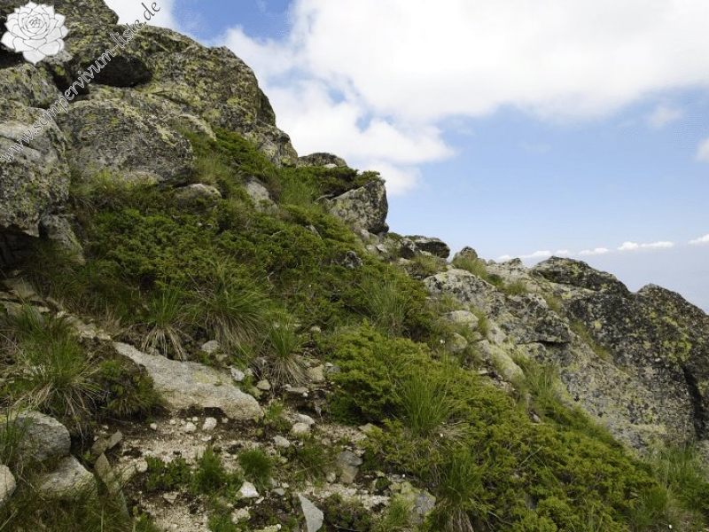 heuffelii from Stiv, Gipfel