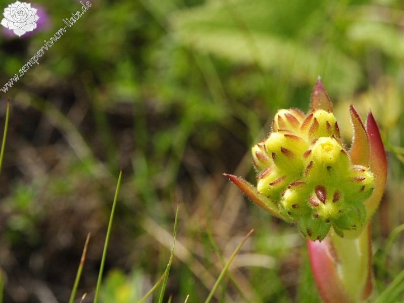 heuffelii from Stiv, nördl. Abhang