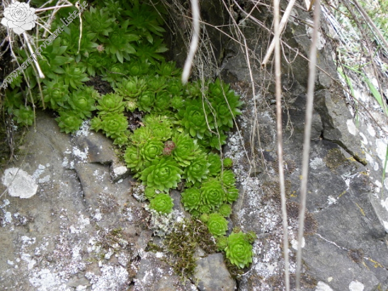 globiferum ssp. globiferum from Špičák bei Mezí