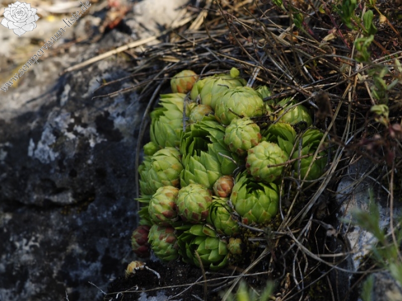 globiferum ssp. globiferum from Hostim, Vysoká stráň, unten