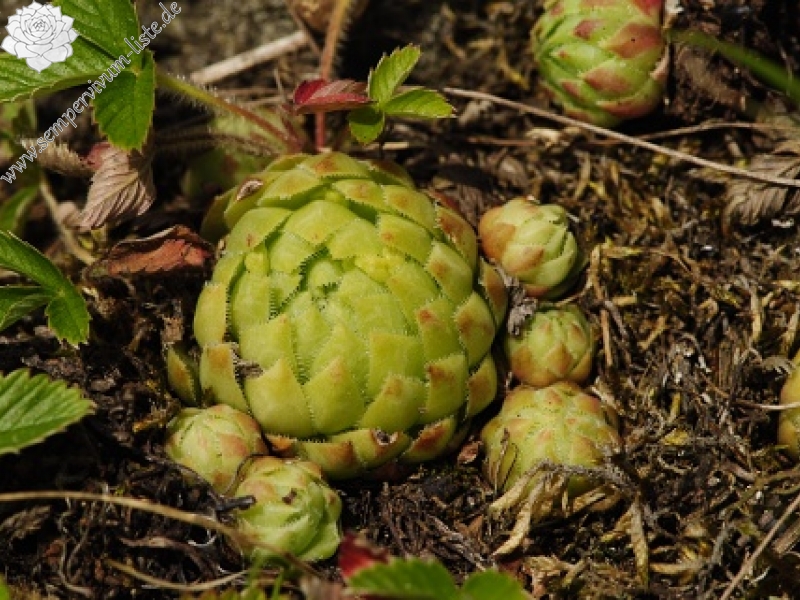 globiferum ssp. globiferum from Nevděk
