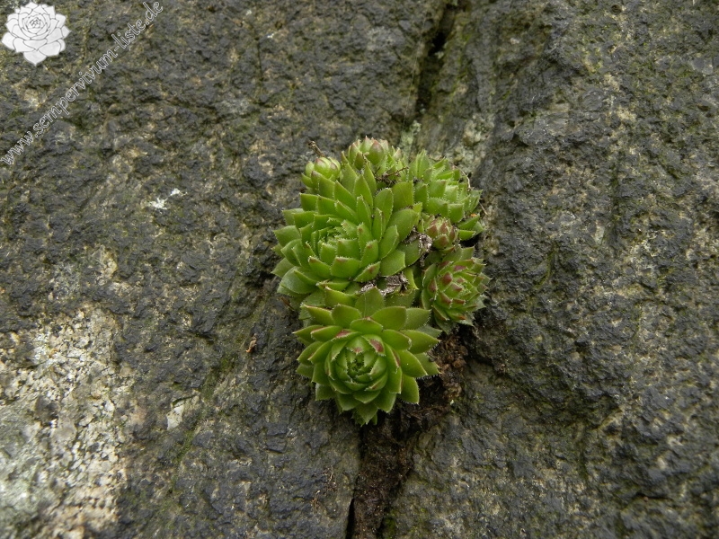 globiferum ssp. globiferum from Bečov nad Teplou, Burg
