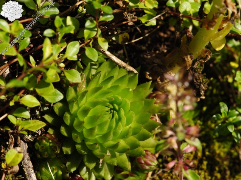 globiferum ssp. hirtum (preissianum) from Tomanova dolina