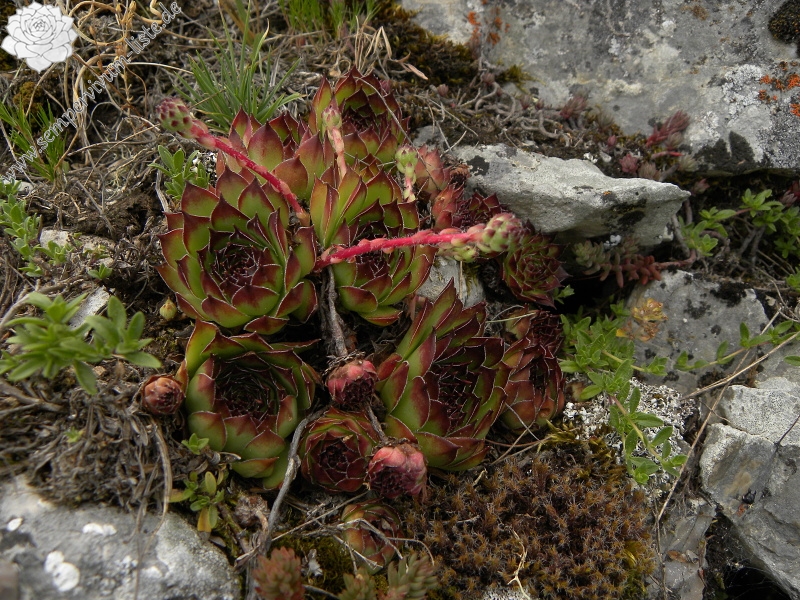 marmoreum from Ražana glava