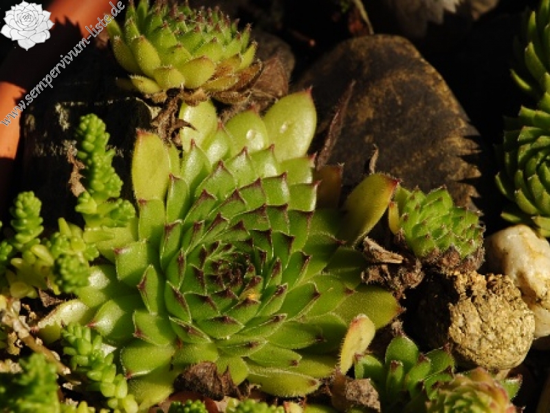 kosaninii from Vojuša