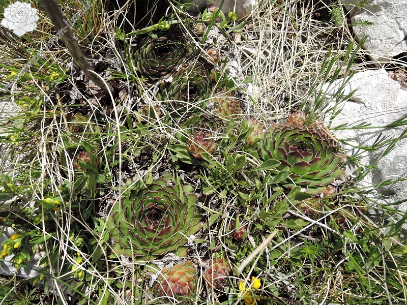 marmoreum from Mt. Svilaja