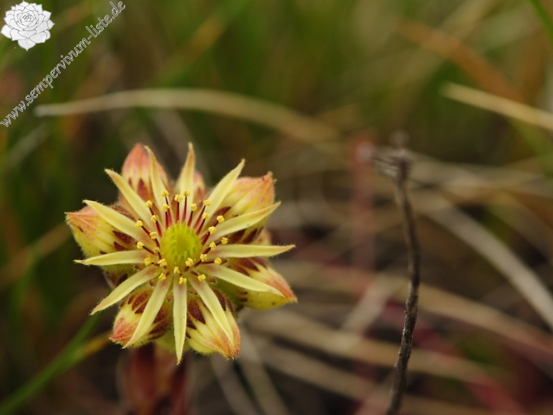 ciliosum ssp. octopodes from Ilinden, N Abhang