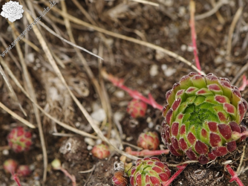 ciliosum ssp. octopodes from Ilinden  N Abhang