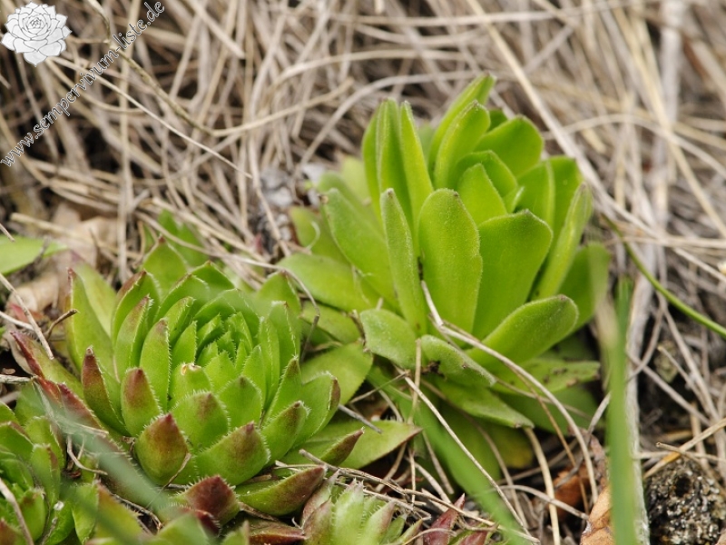 globiferum ssp. hirtum (preissianum) from Veľký Grič