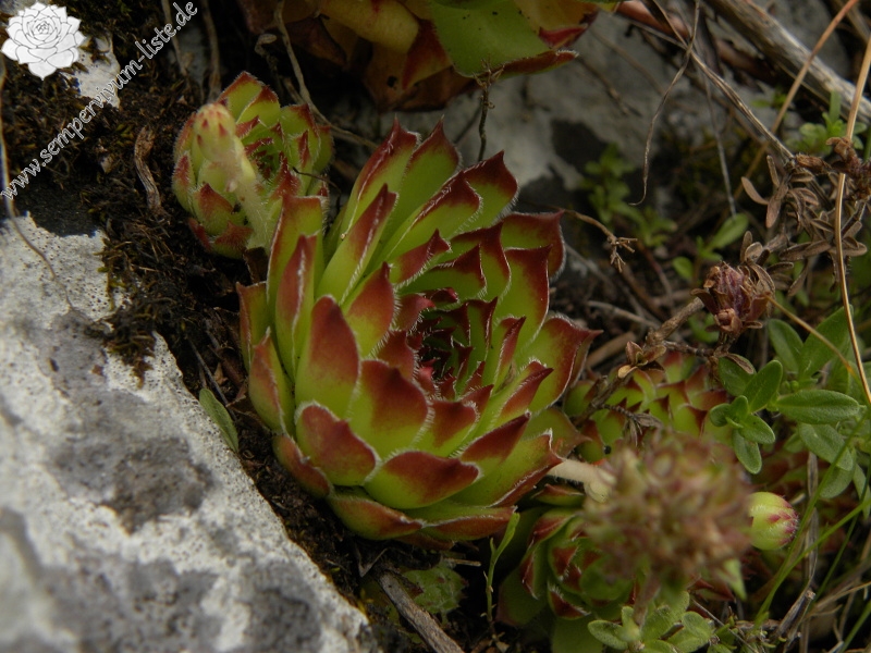 marmoreum from Brojišta