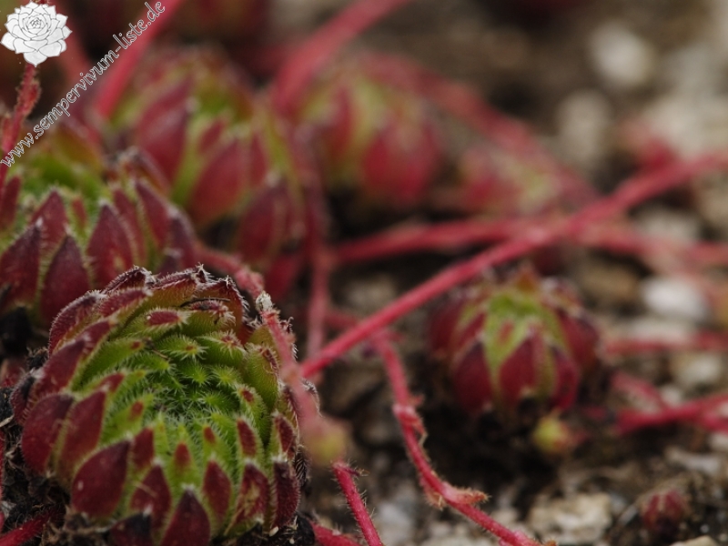 ciliosum ssp. octopodes from Ilinden, N Abhang
