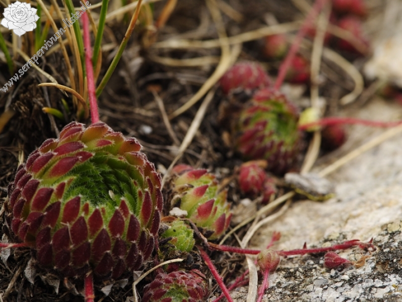 ciliosum ssp. octopodes from Ilinden, N Abhang