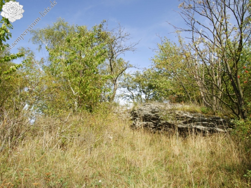 globiferum ssp. globiferum from Sepuska