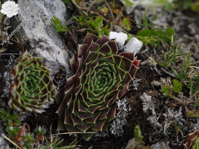 heuffelii from Kenanica