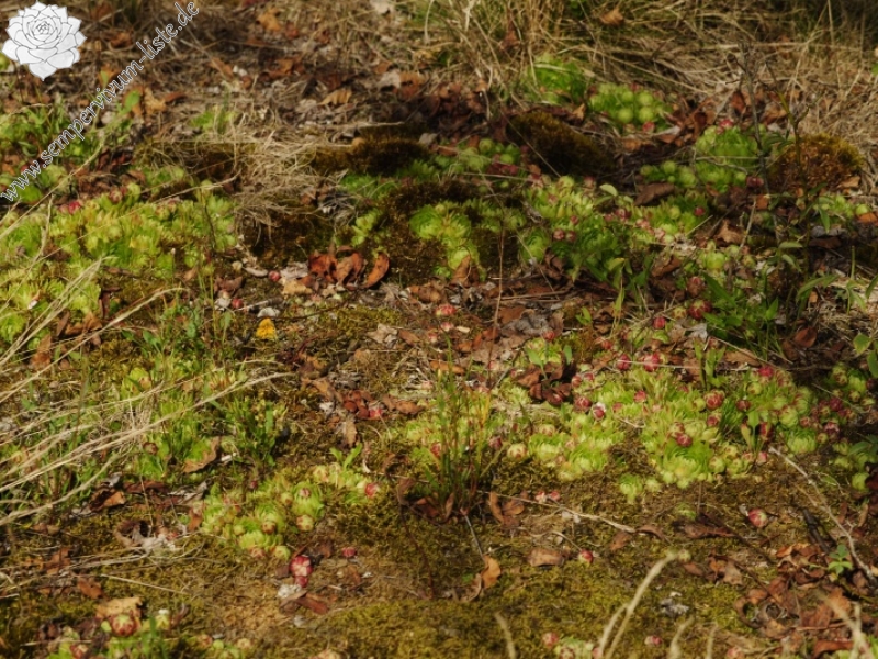 globiferum ssp. globiferum from Sepuska