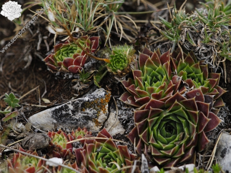 heuffelii from Kenanica