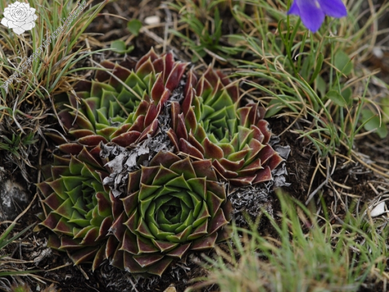 heuffelii from Kenanica