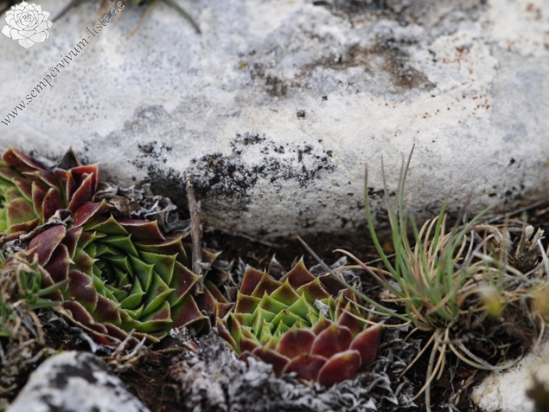 heuffelii from Kenanica