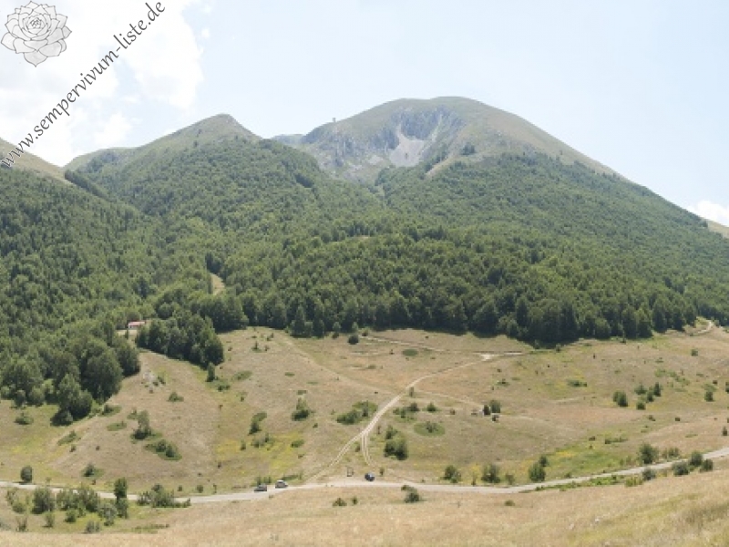ciliosum ssp. ciliosum from Lipova Livada