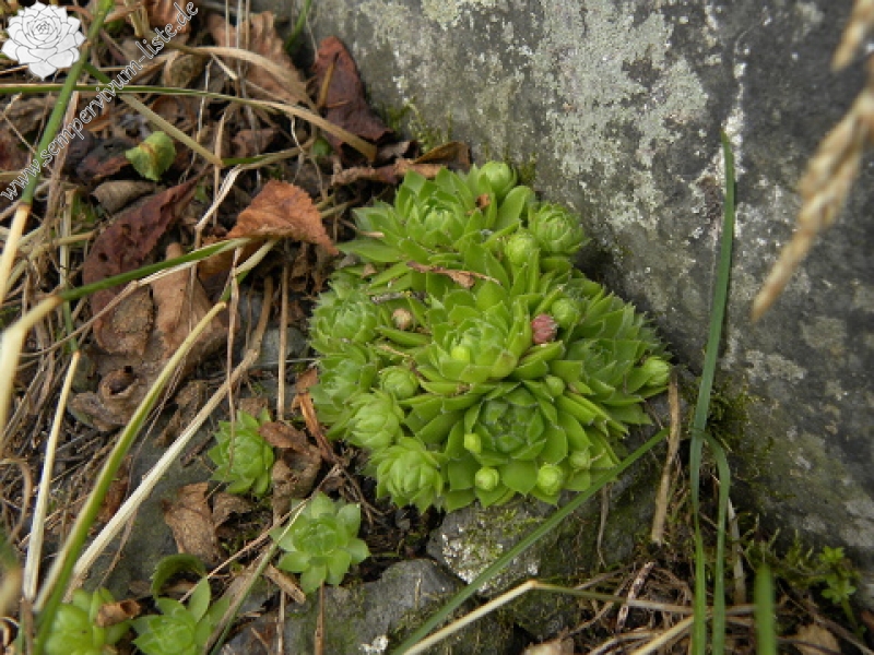 globiferum ssp. globiferum from Krsy