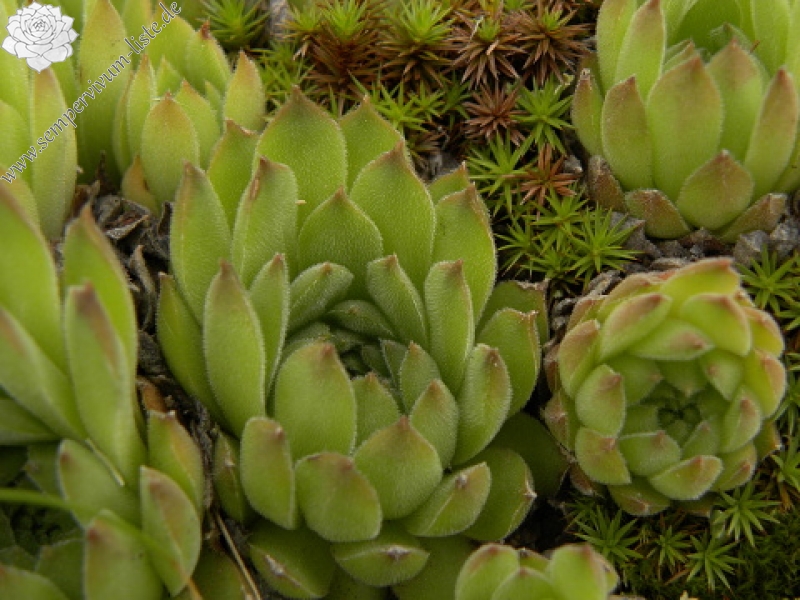 kosaninii from Valušnica (unten)