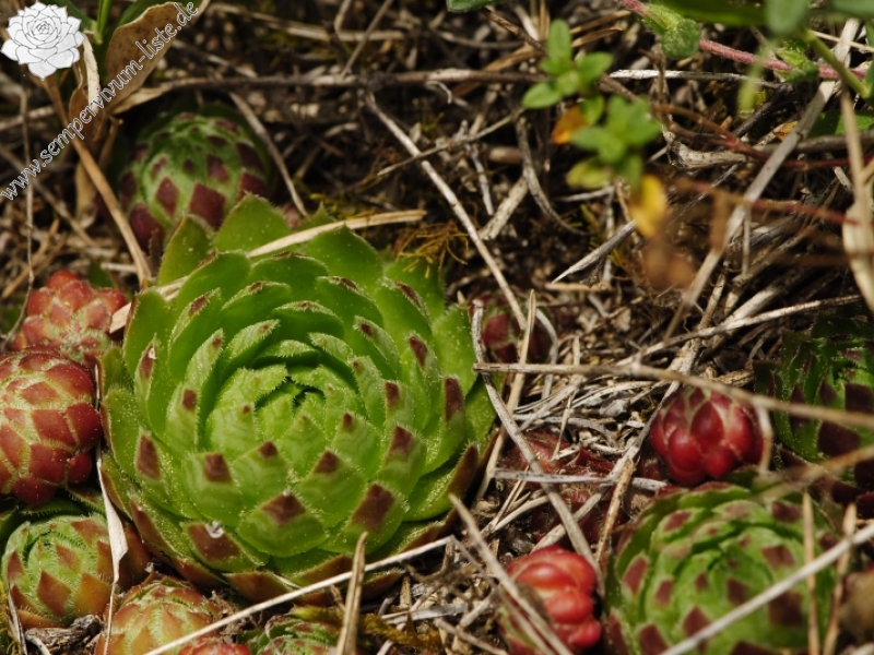globiferum ssp. globiferum from Čepice, NO
