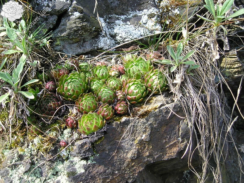 globiferum ssp. globiferum from Chrást u Plzně