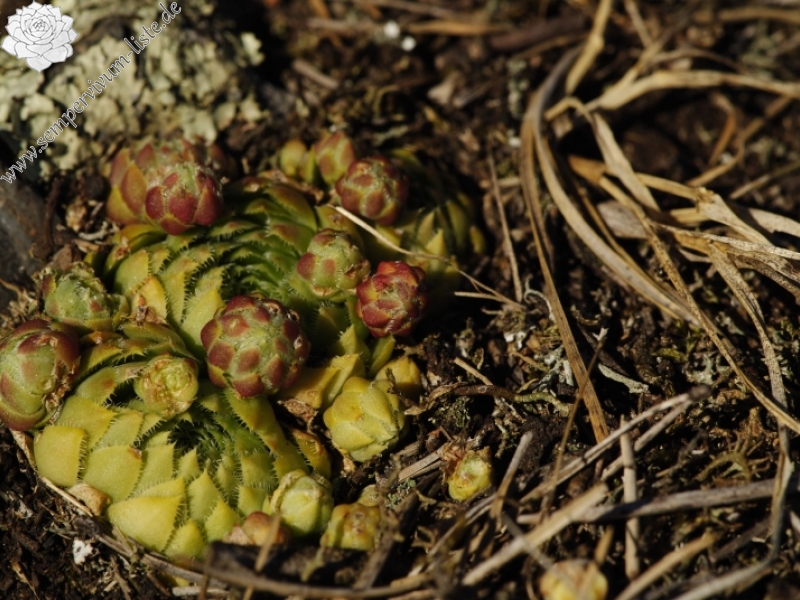 globiferum ssp. globiferum from Svatá