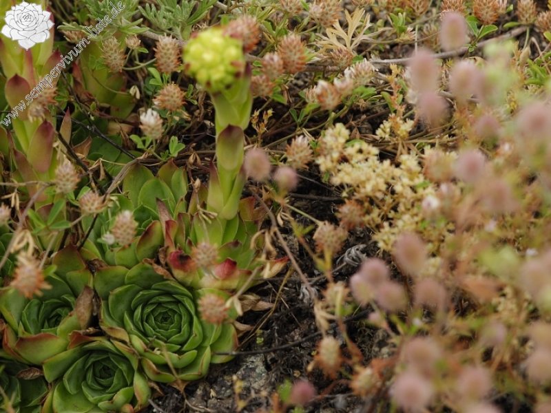 heuffelii from Sattel zwischen Sokolov vis und Veliki krš