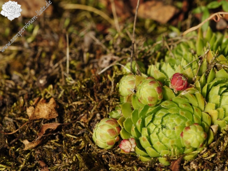 globiferum ssp. globiferum from Sepuska
