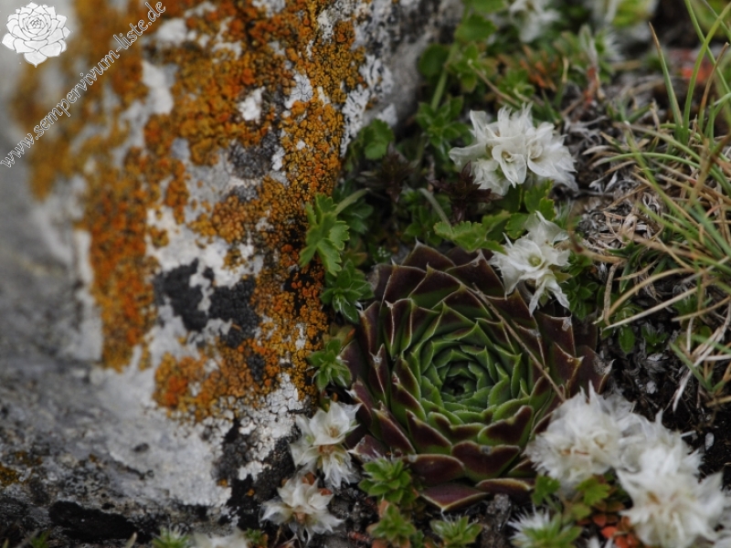 heuffelii from Kenanica