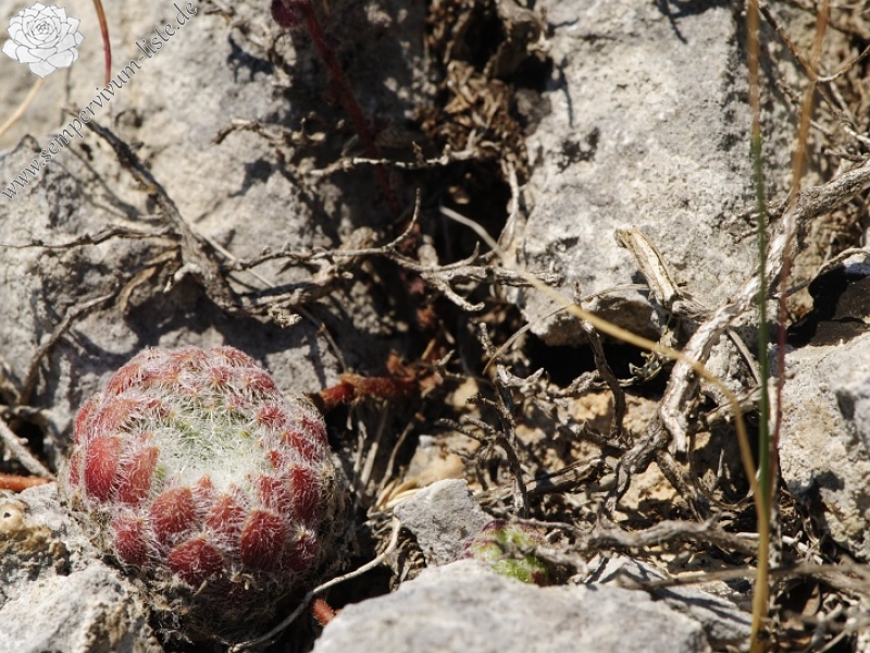 ciliosum ssp. ciliosum from Lipova Livada