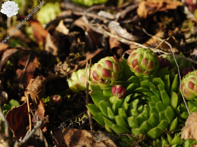 globiferum ssp. globiferum from Sepuska