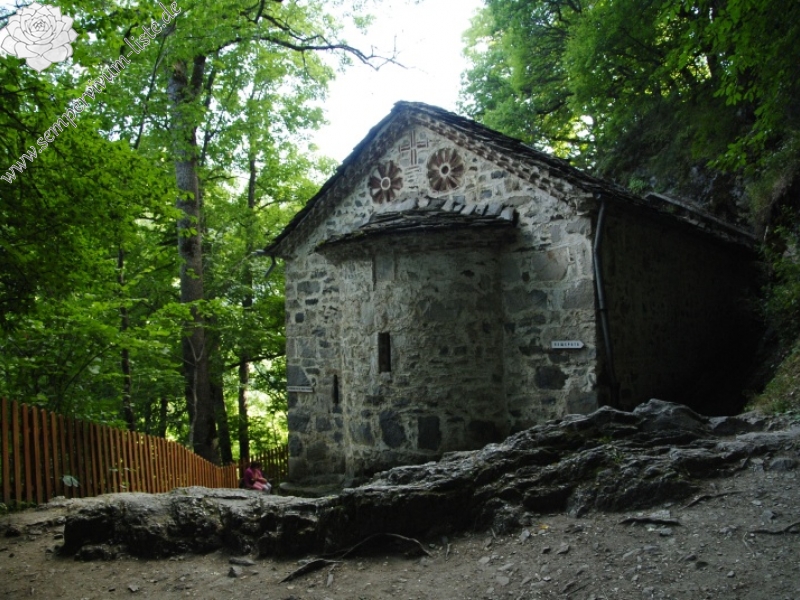 leucanthum from Sveti Ivan Rilski (unterhalb)