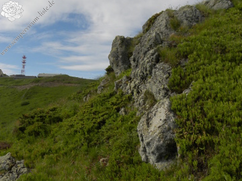 sp. from Pančičev vrh