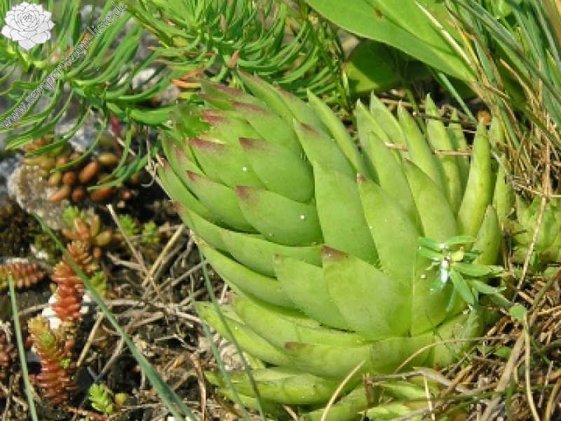 globiferum ssp. hirtum (preissianum) from Veľká skala
