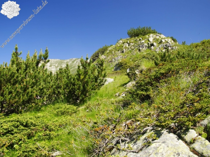 heuffelii from Ribnosee, unterhalb