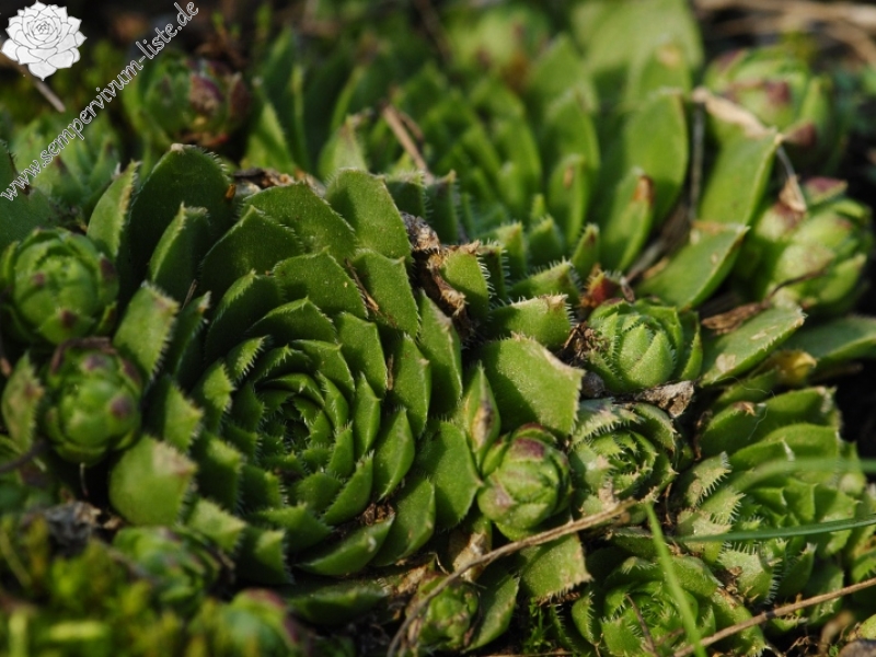 globiferum ssp. globiferum from Zlatá Hvězda